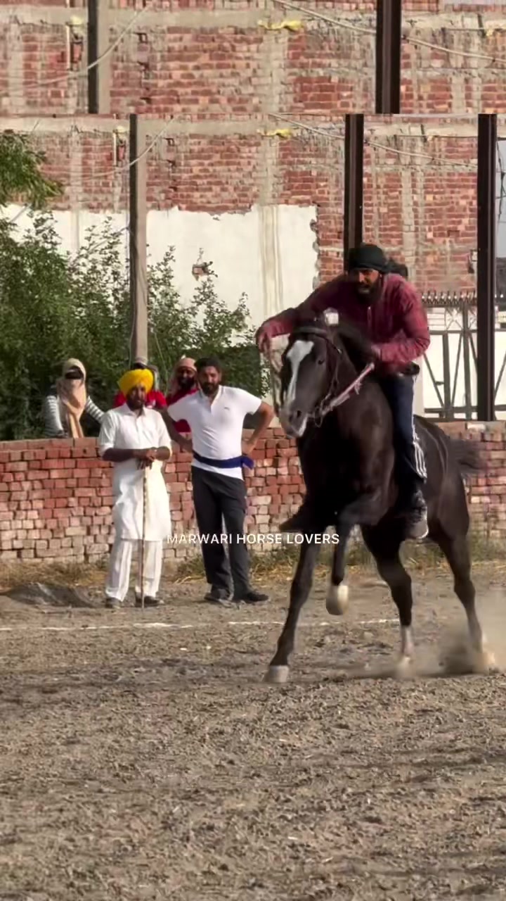 @🏇 MARWARI HORSE RACING 🏇