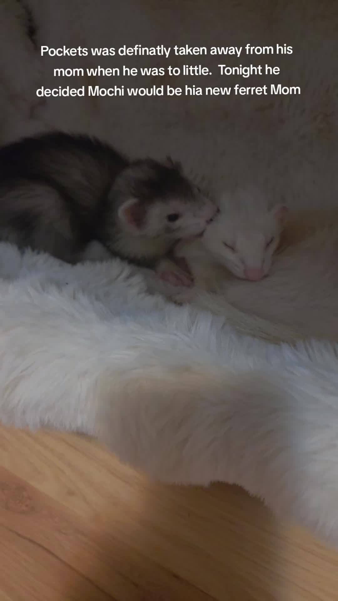 @FuffyFerrets
