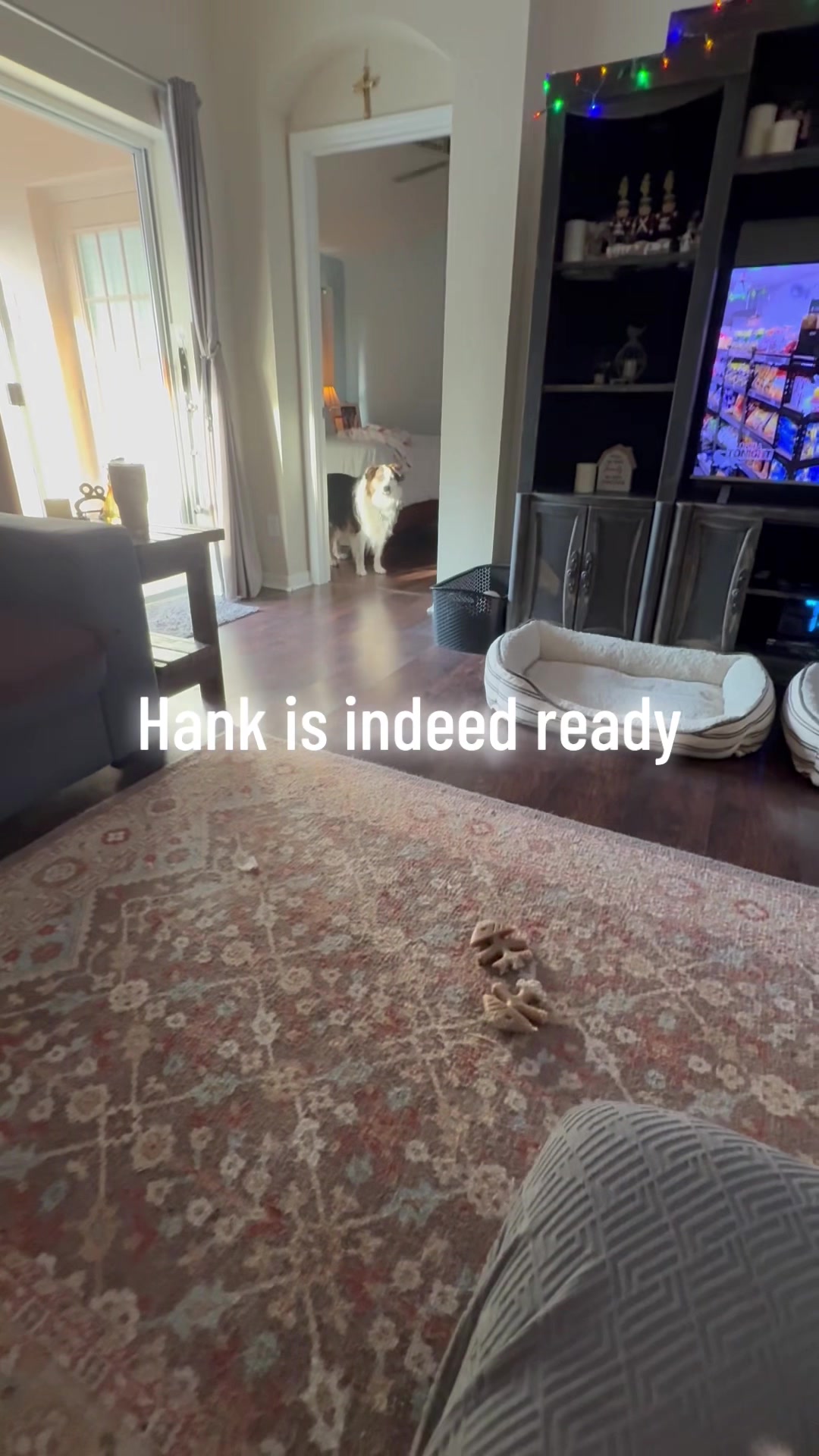 @hankanddollyrescuedogs