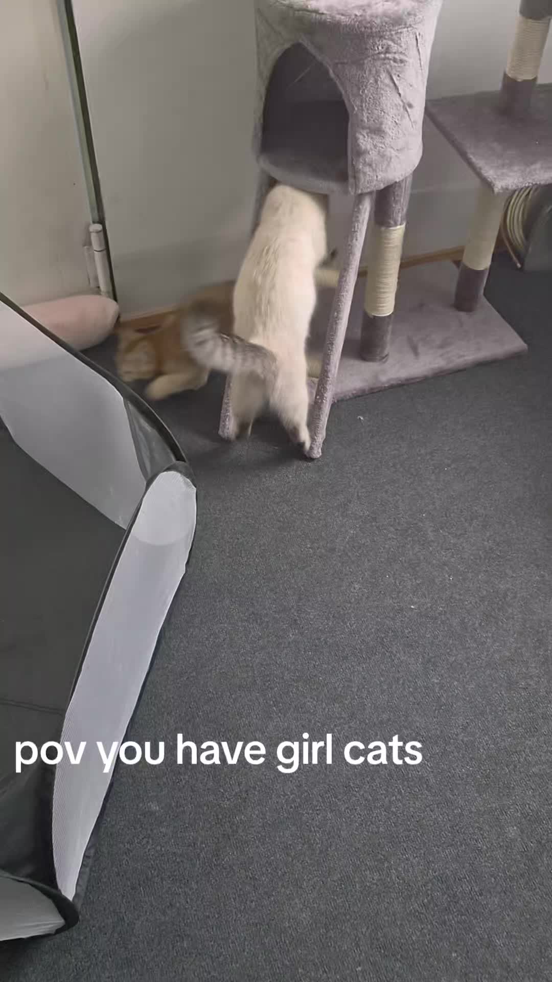 @😽