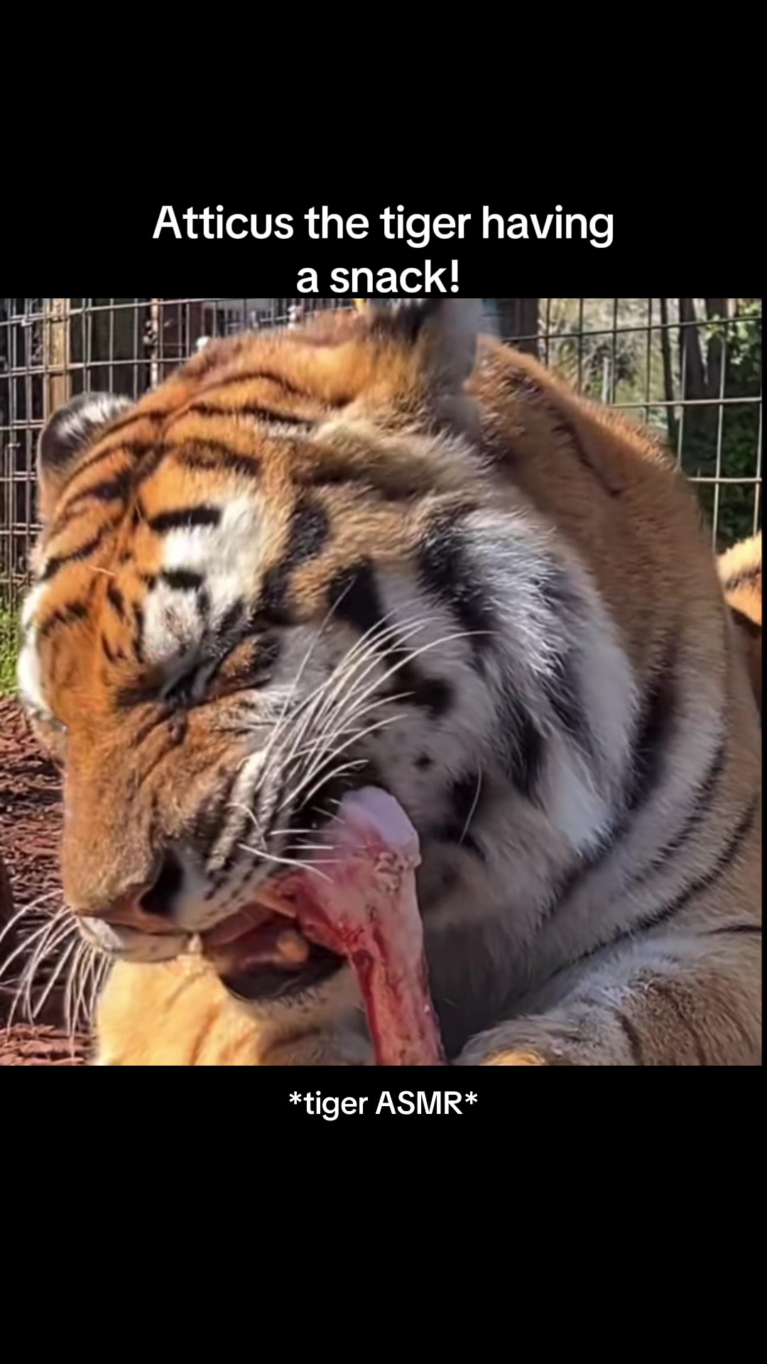 @ღ # 𝑻𝑰𝑮𝑹𝑬𝑺𝑺. 🐅 ❦