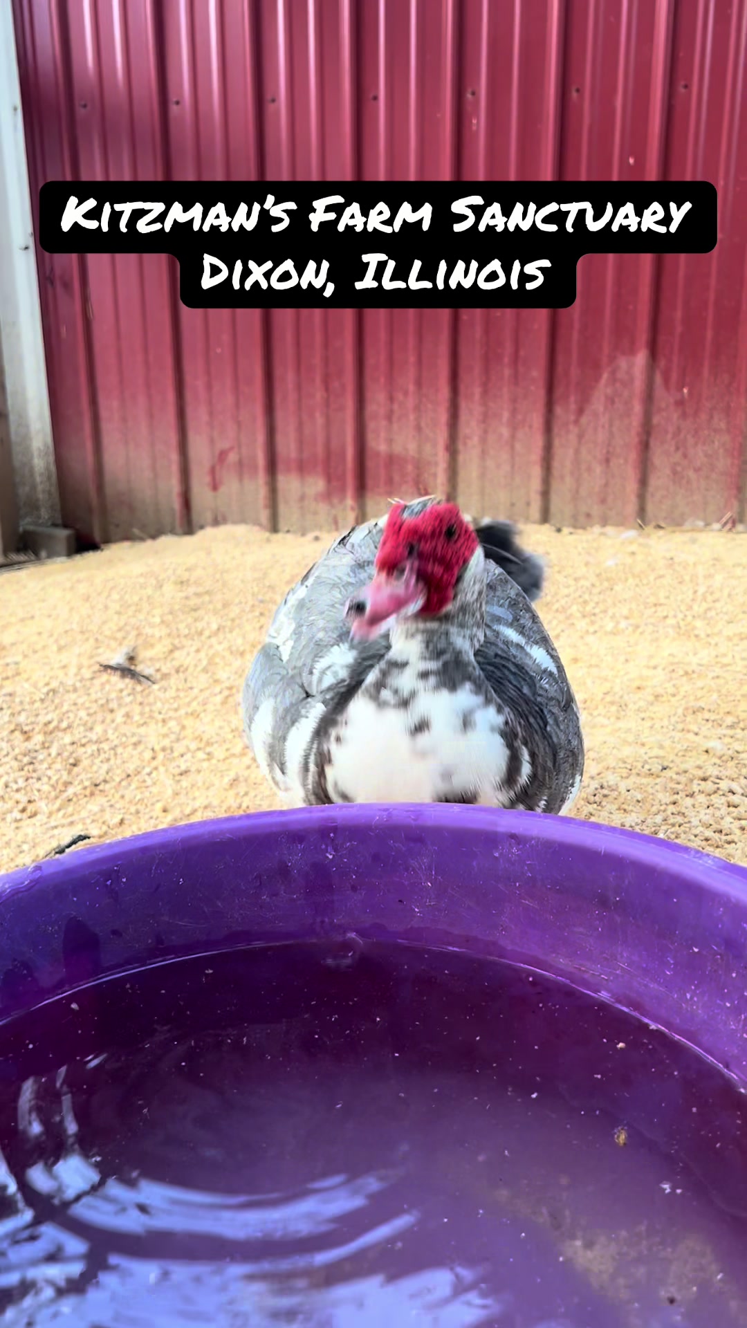 @Kitzman’s Farm Sanctuary