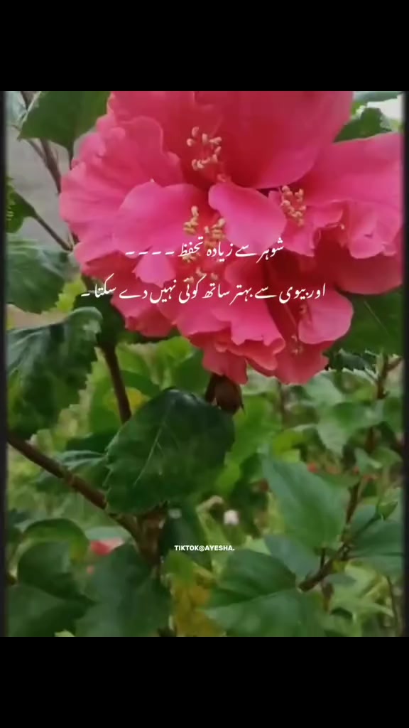 @Ayeshaarain