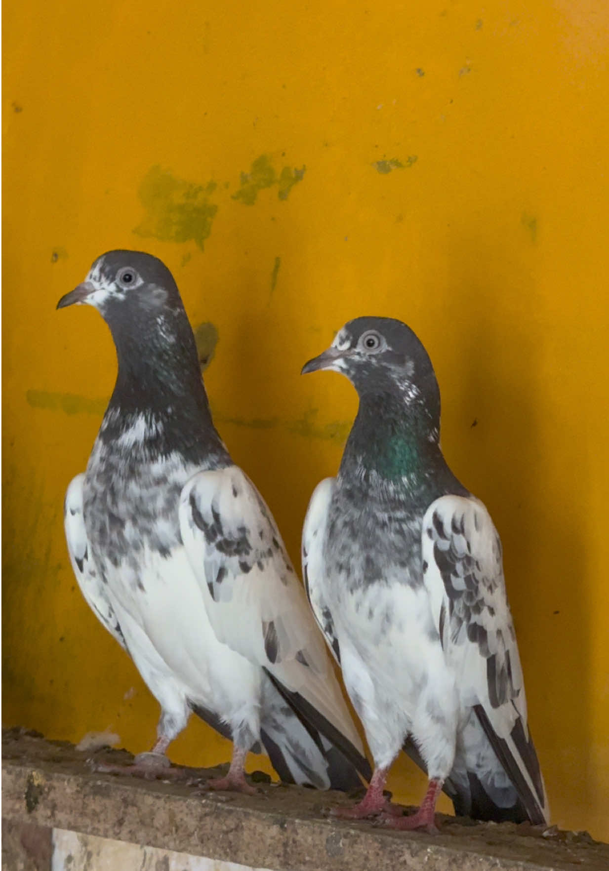 @Aero Pigeons Club