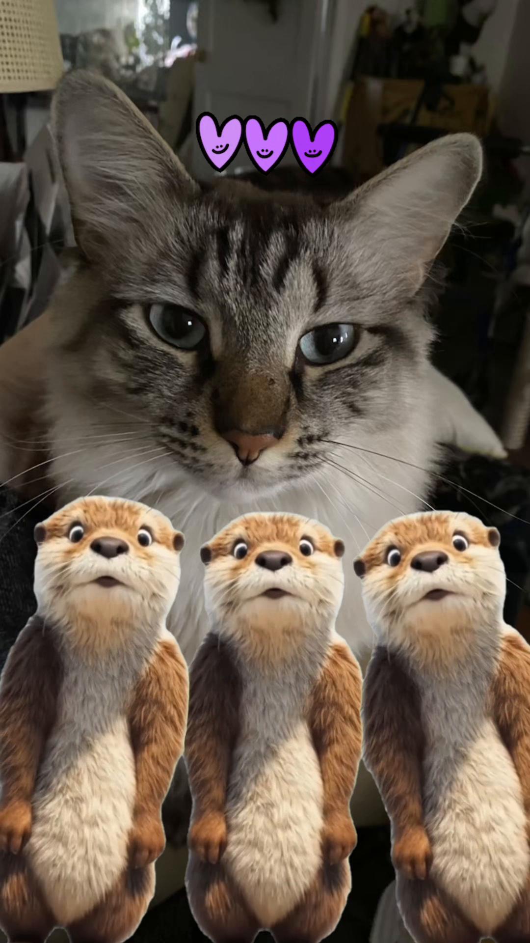 @🐈⬛🐈Shelby🐈