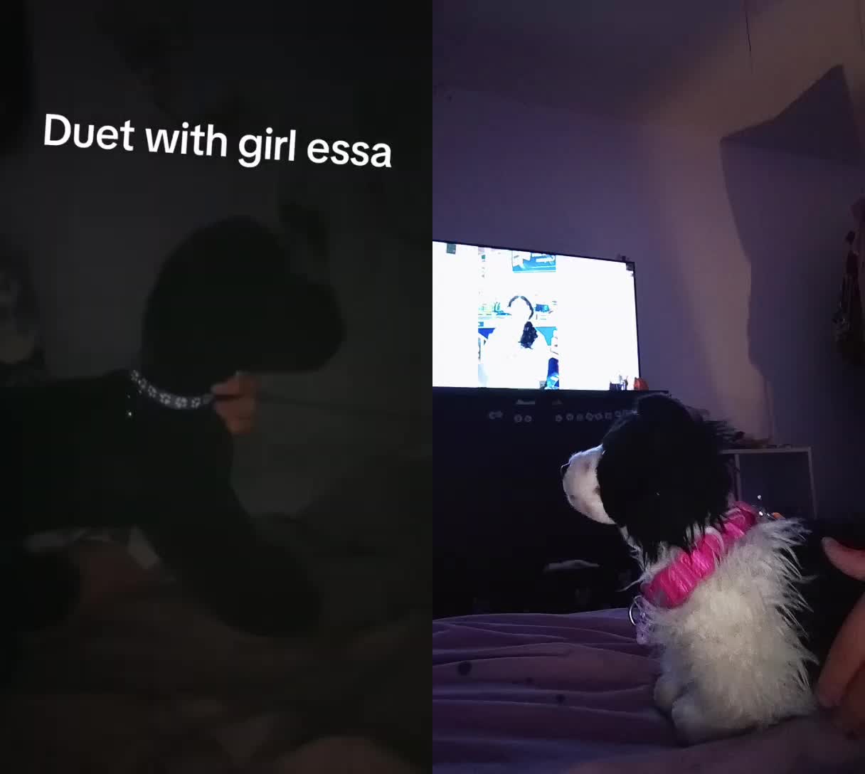 @cosmo_the_essa⭐