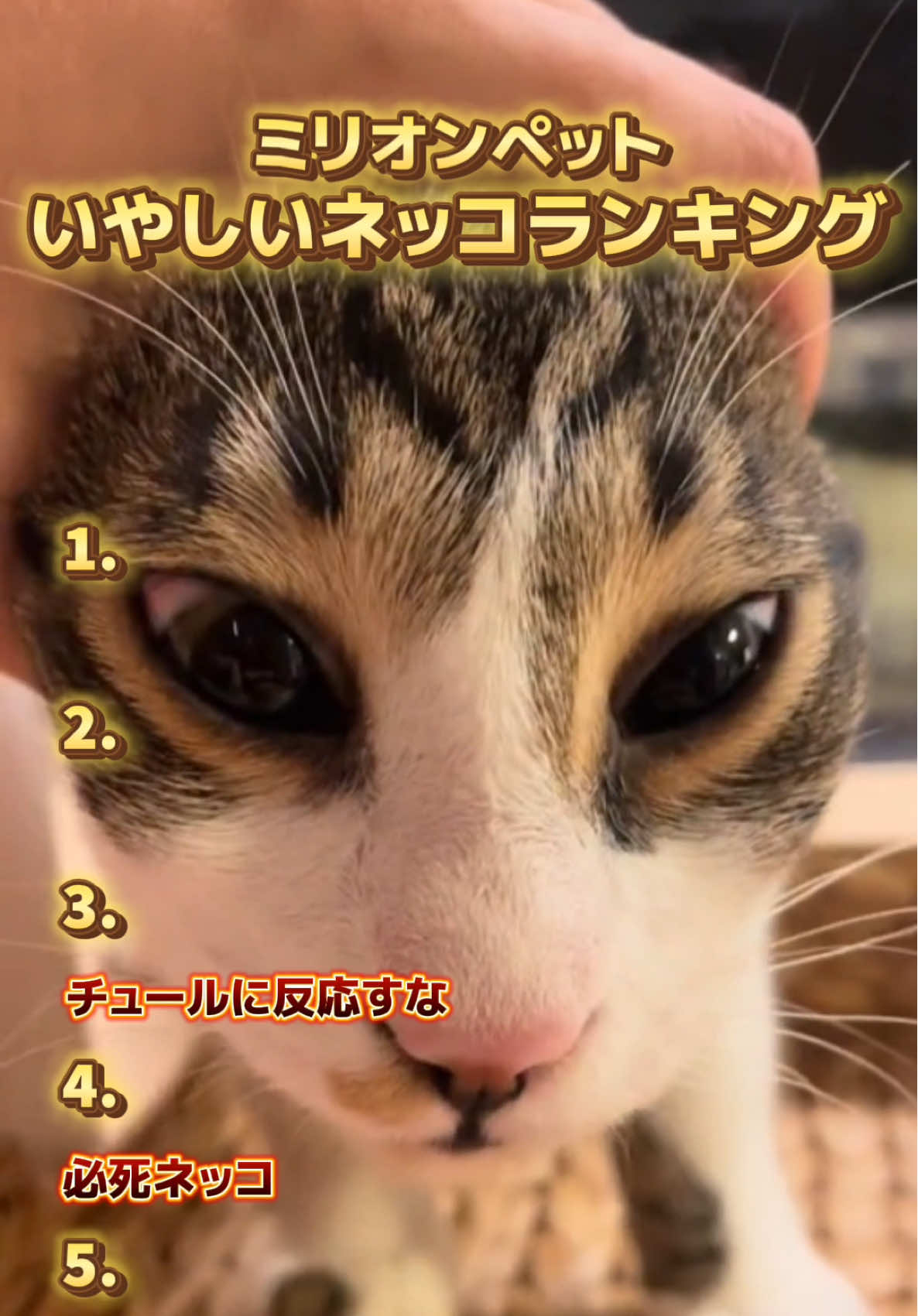 @ミリオンペット