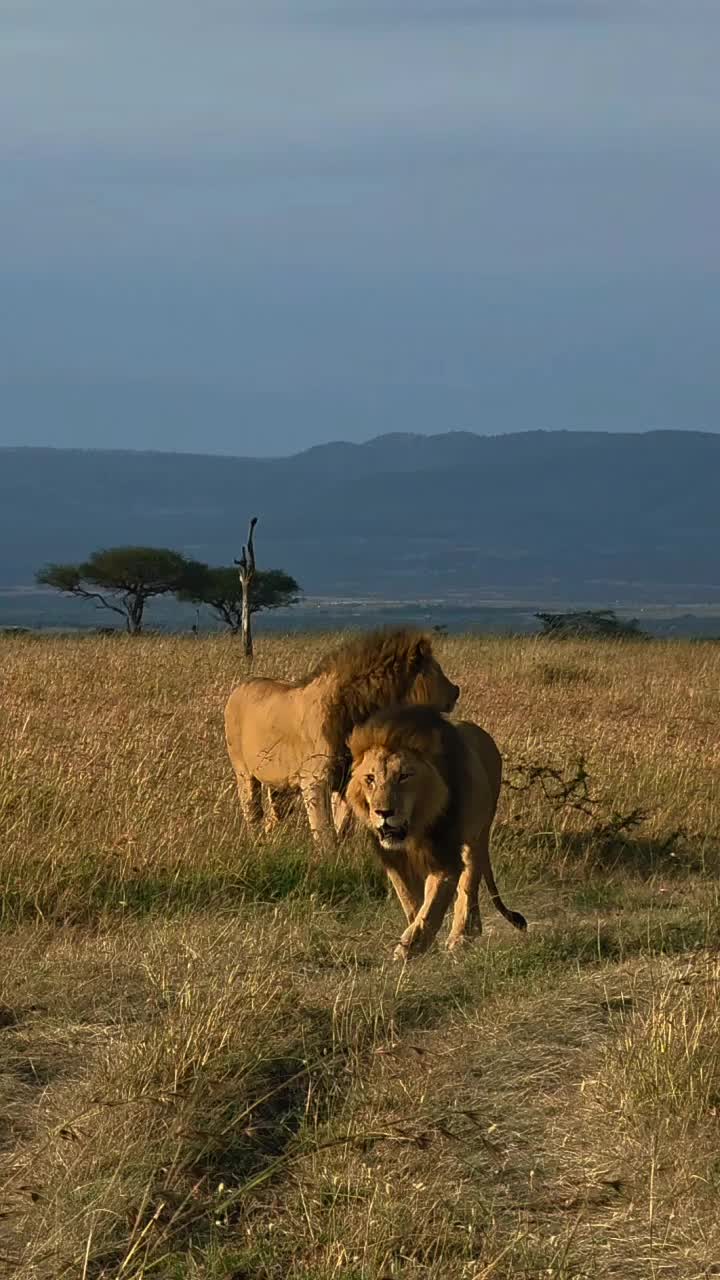 @Guzzicar🦁