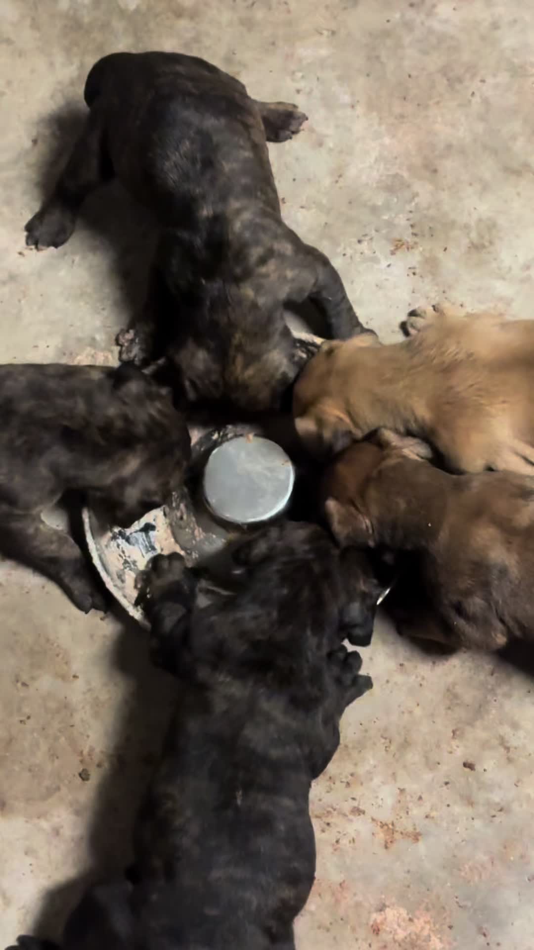 @D&K Boerboels