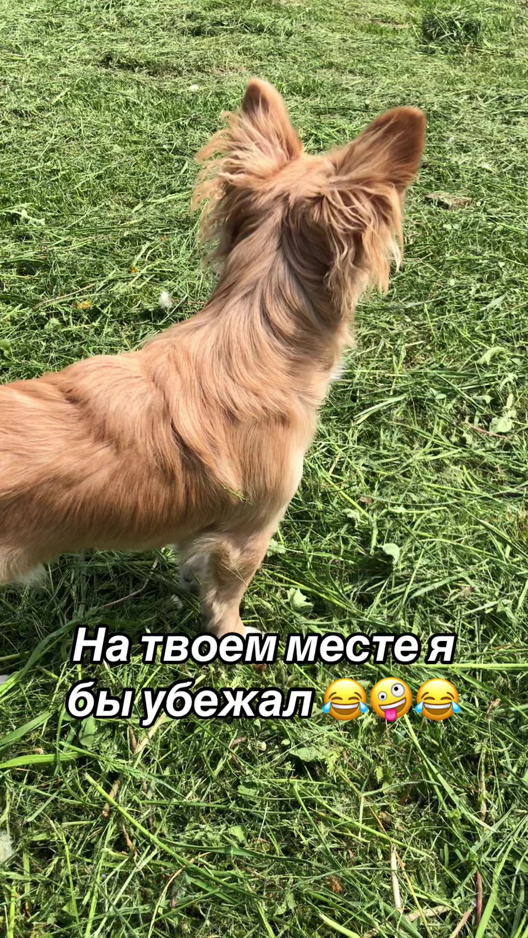 @dinastar_susan