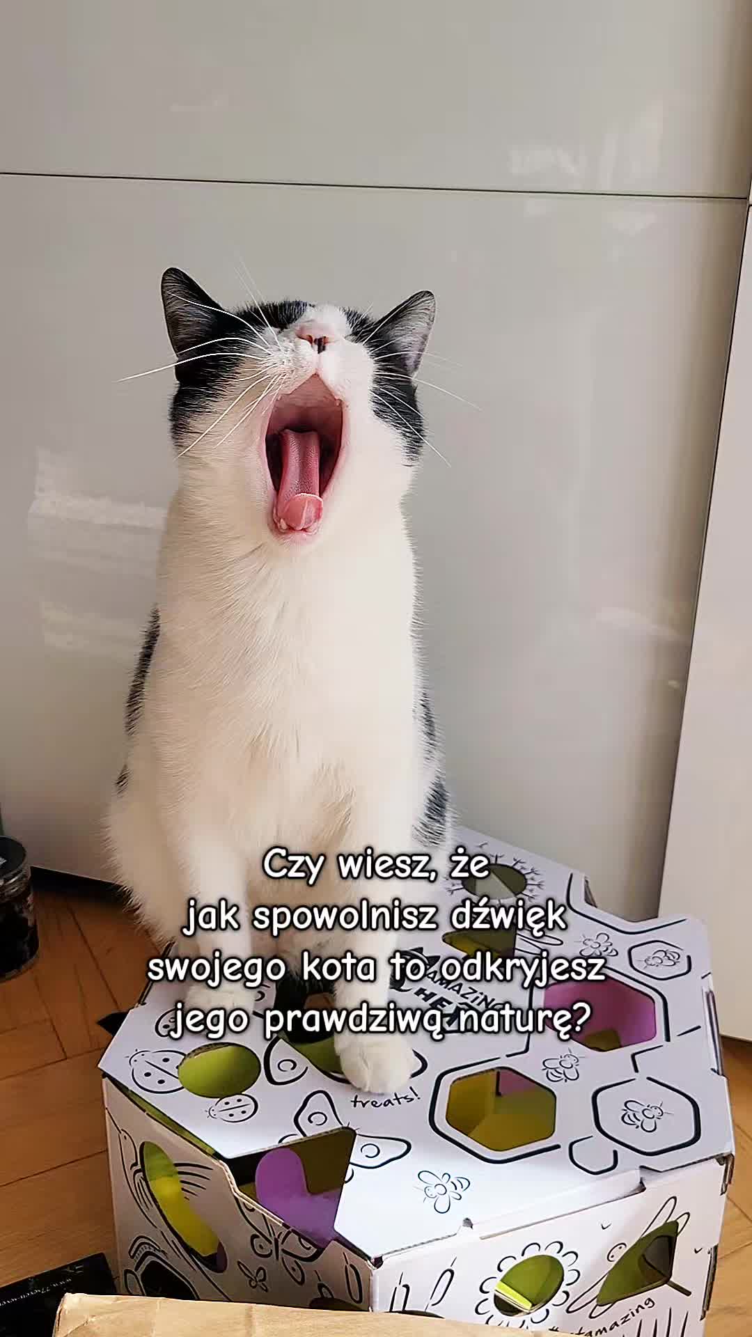 @😻Ekipa Świrka 😻