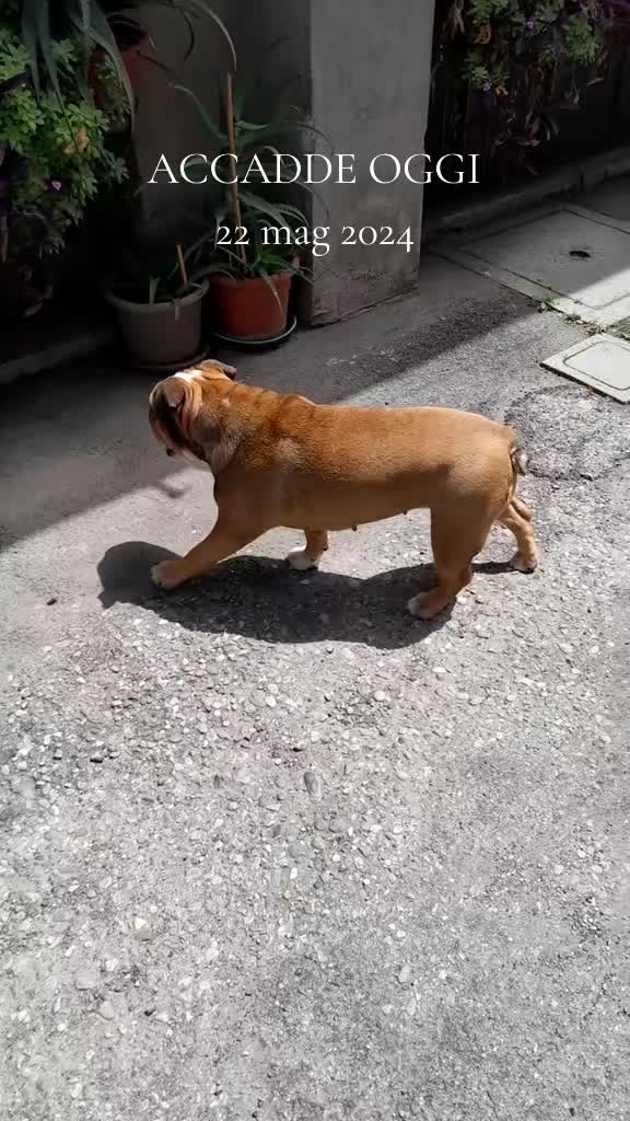@Cri🐾M❤️rghy🐾labulla❤️
