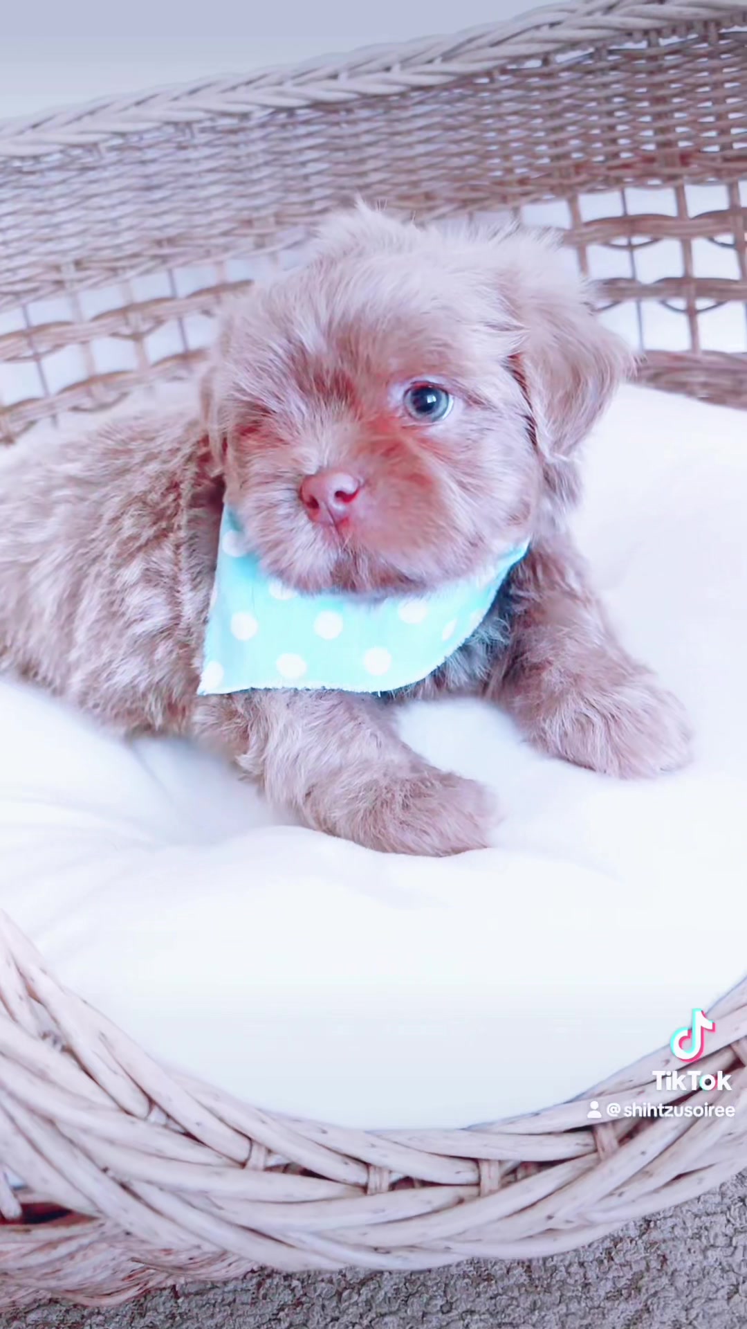 @SHIHTZU SOIR&Eacute;E