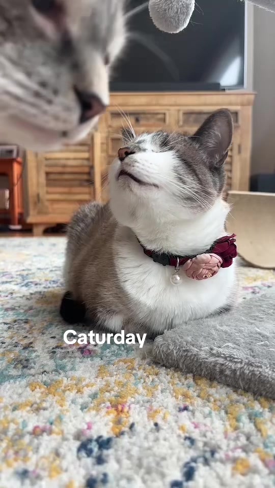 @bellkittiesmom
