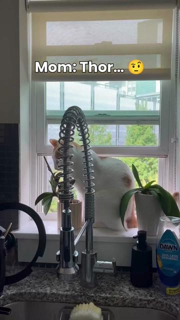 @One and a Half Orange Cats
