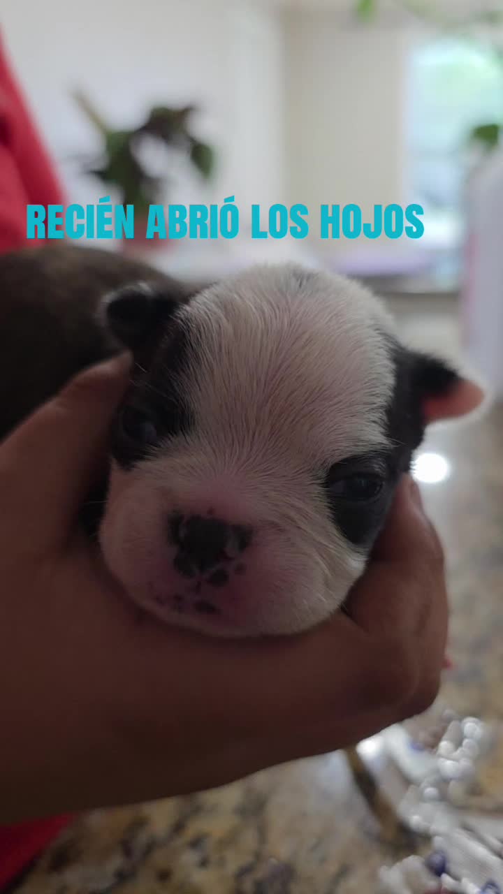 @luis ángel castorena