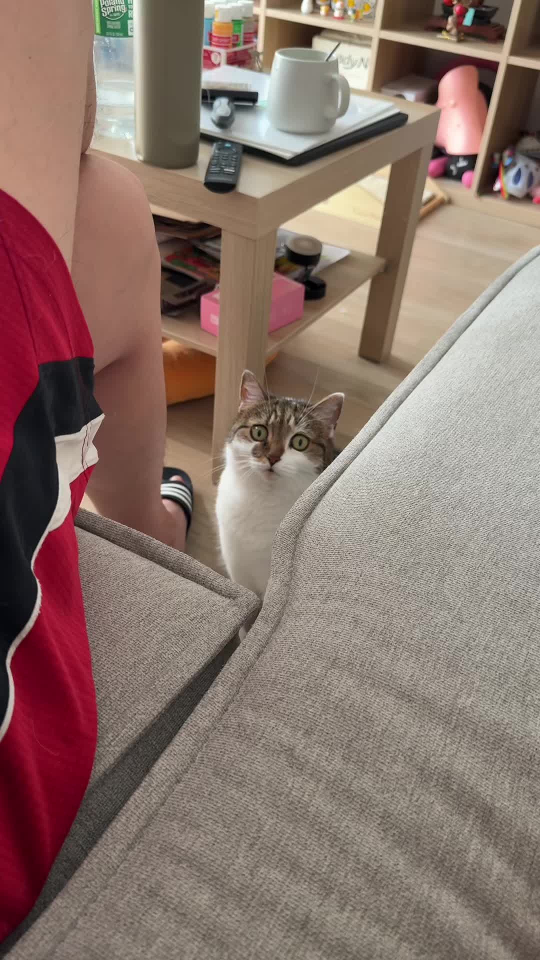 @Suki Purrs