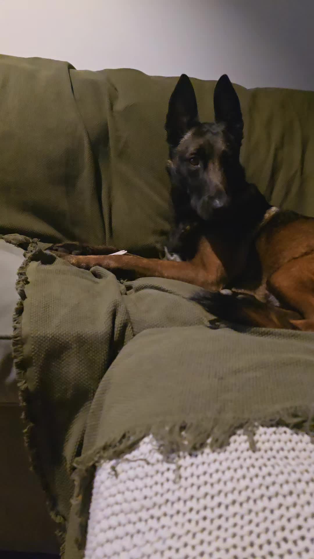 @Morgè_Malinois