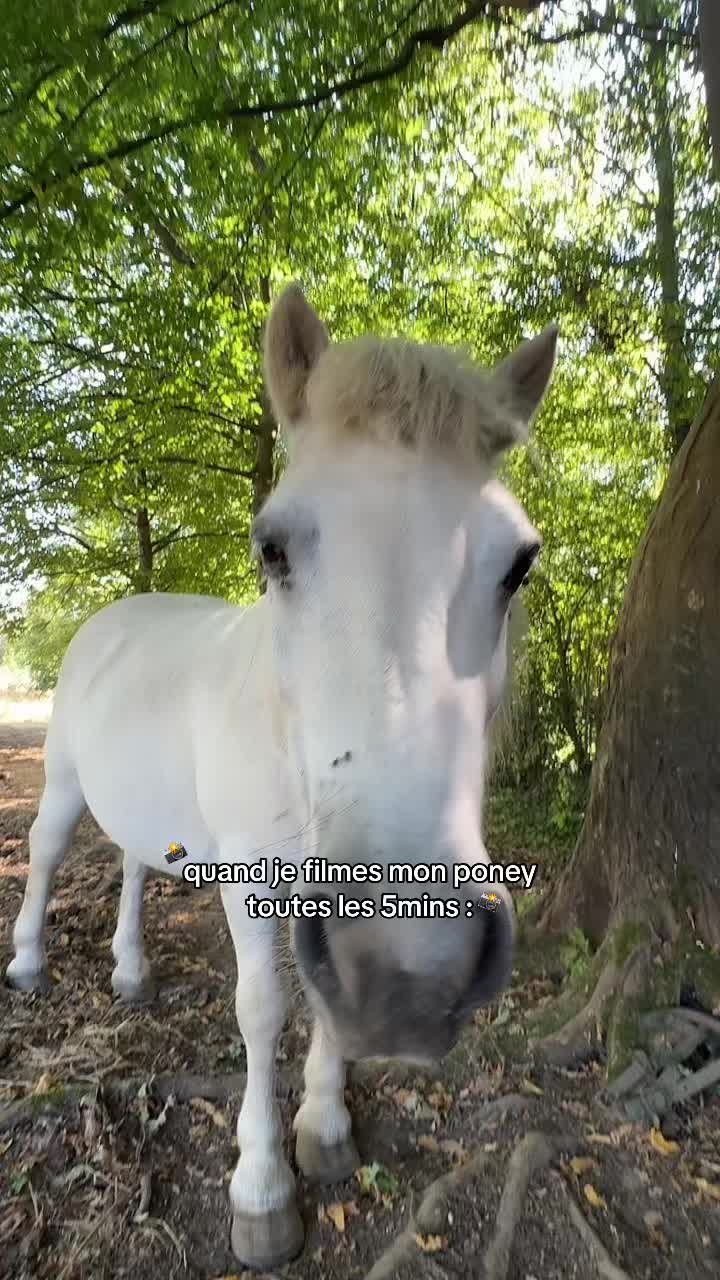 @benjyylepetitponey
