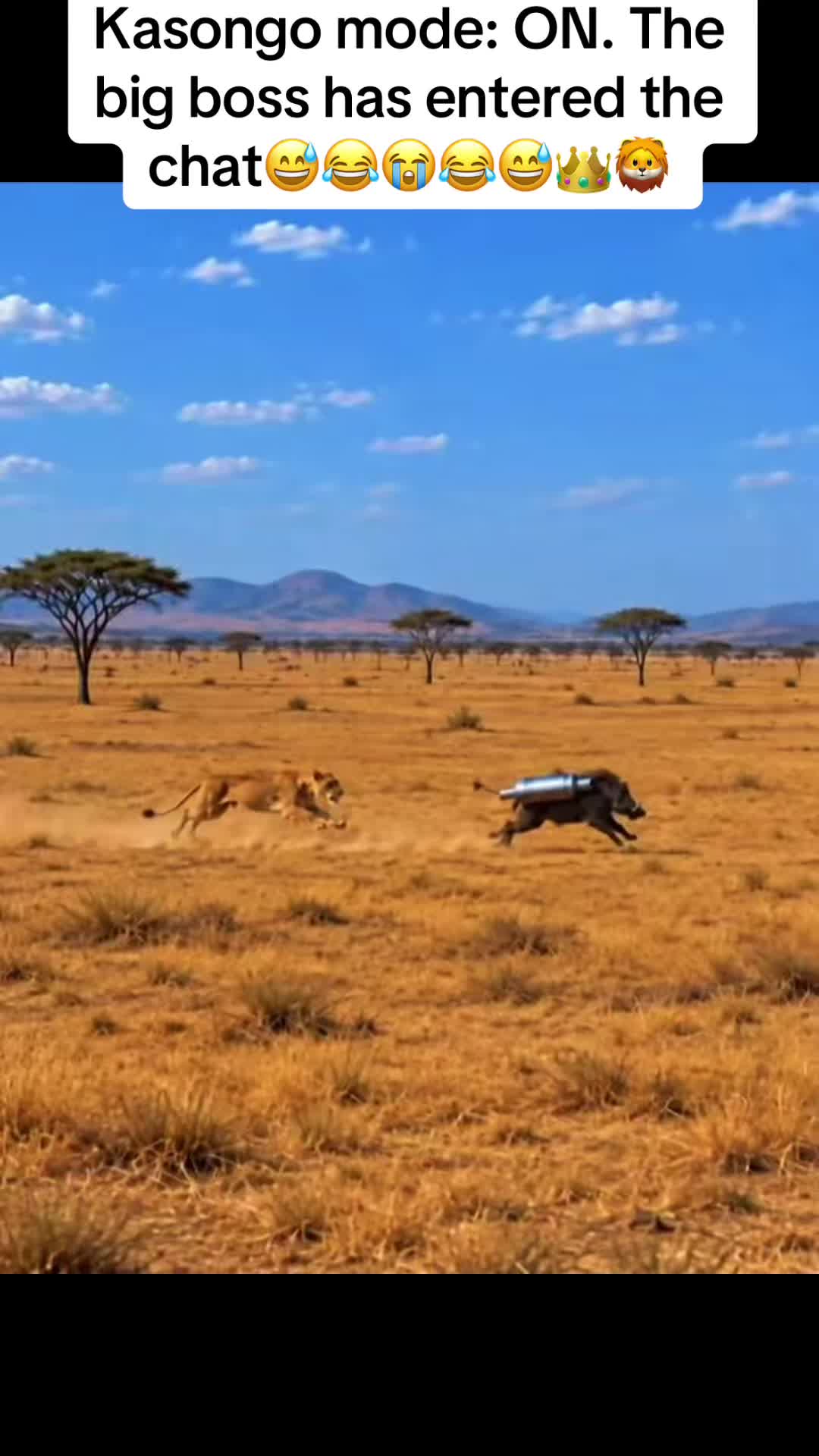 @Roi De la Jungle