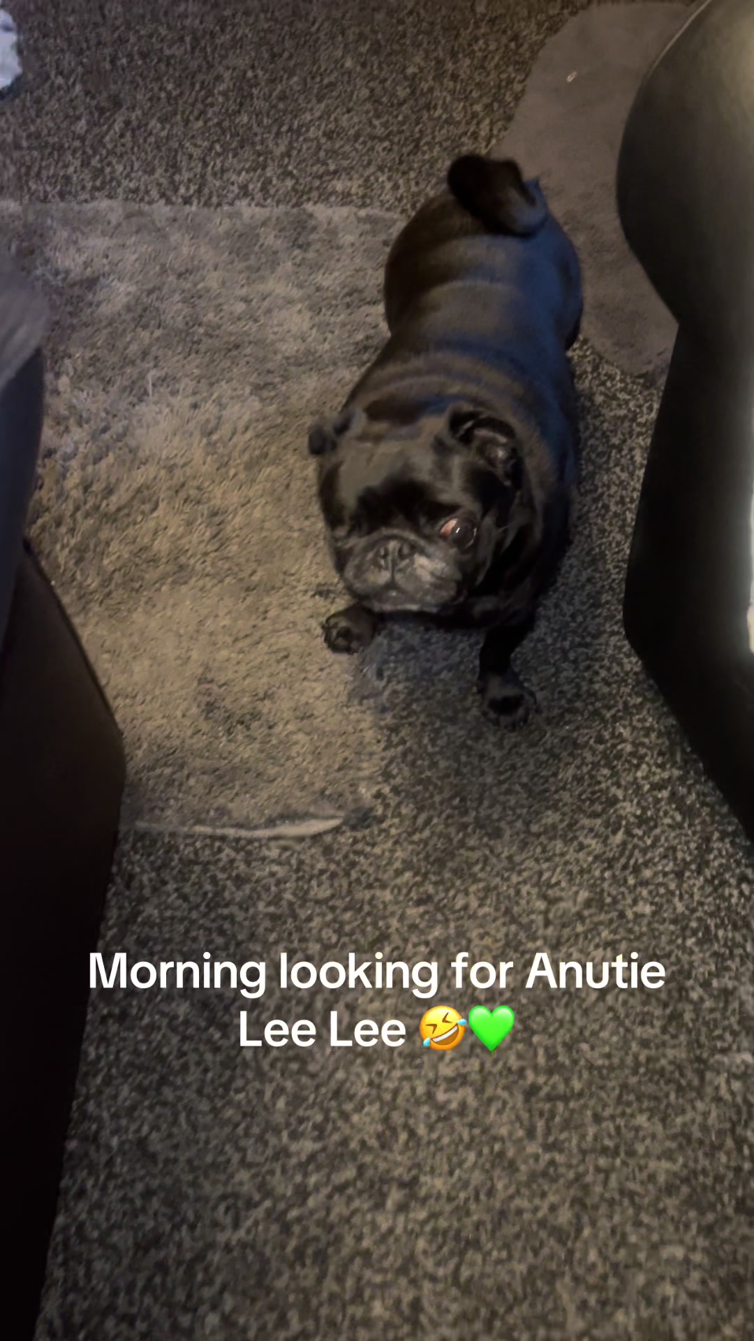 @lulutheboringpug