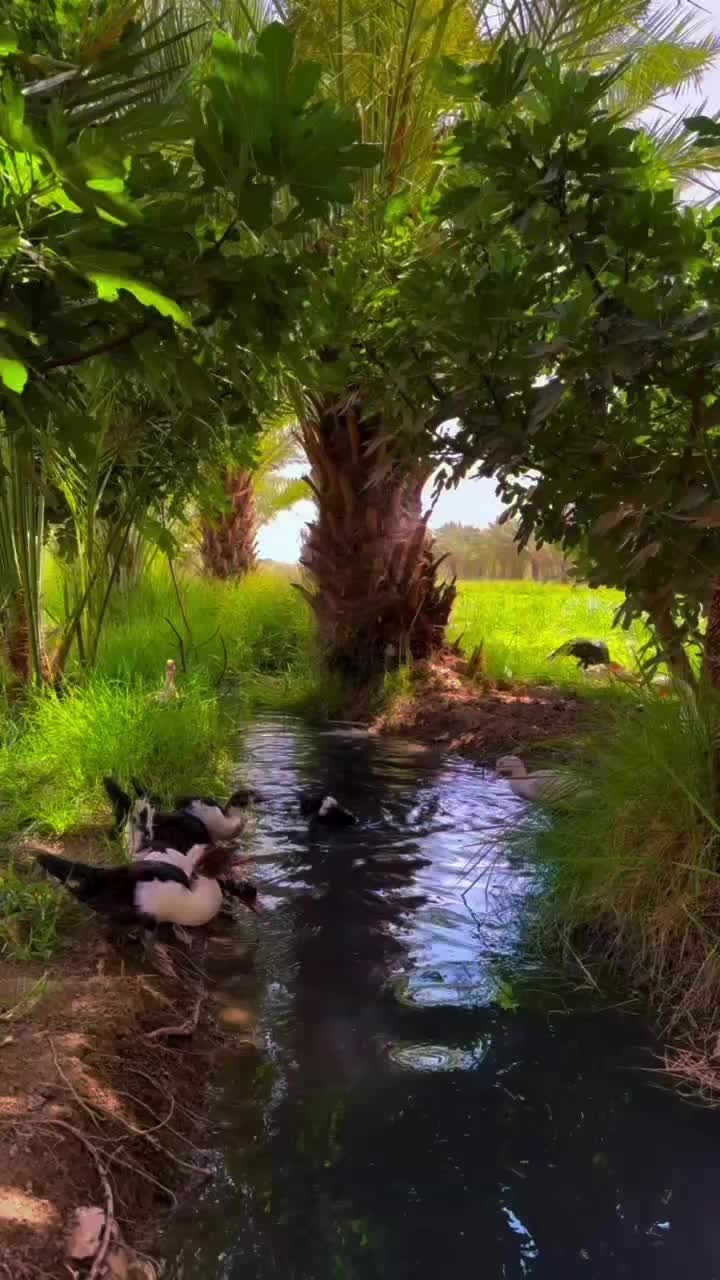 @احمد الحلاوي الحلاوي