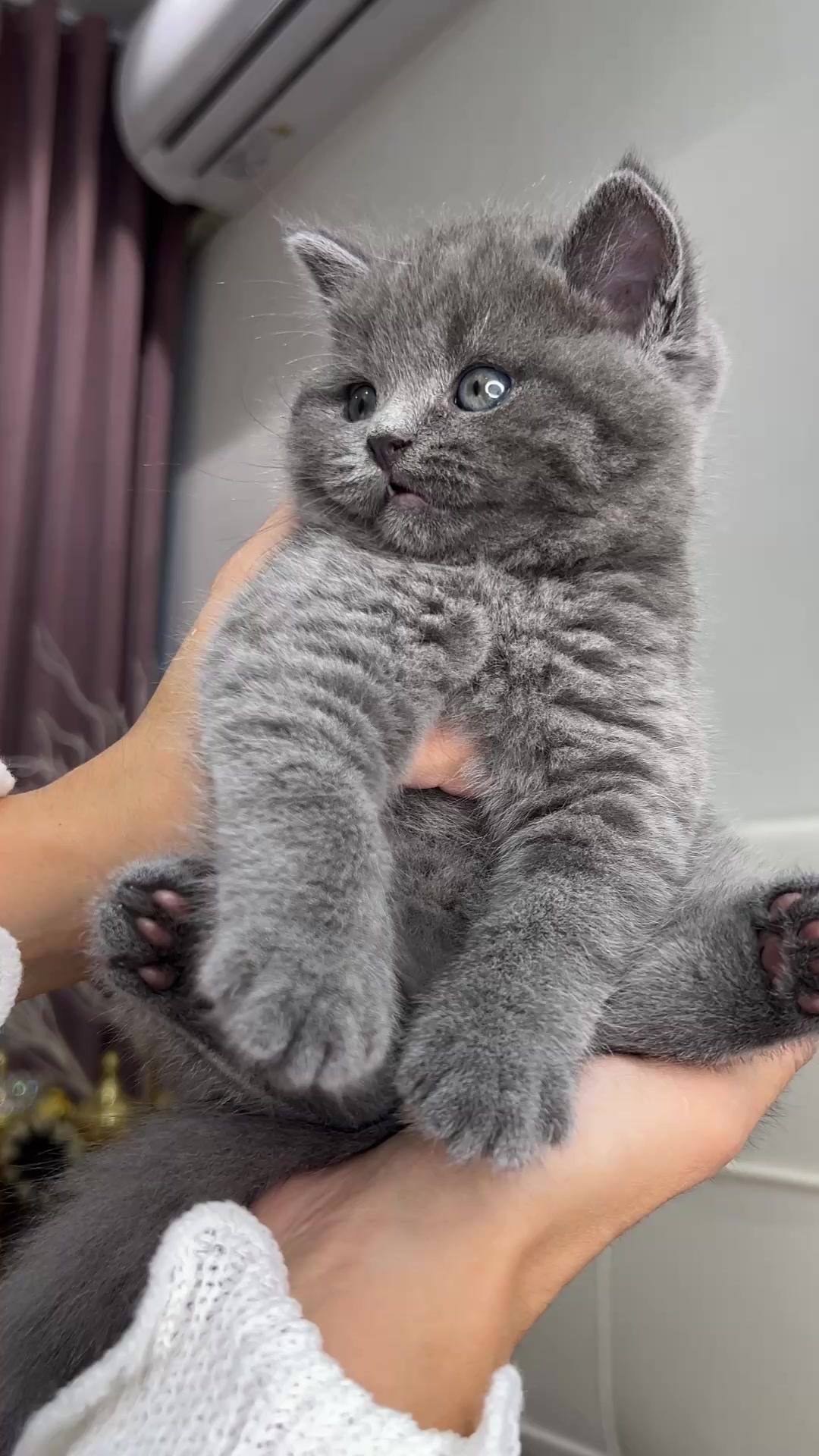 @kittens_uz