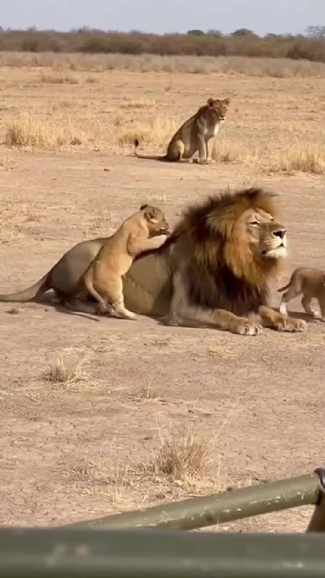 @SafariAnimalsHub