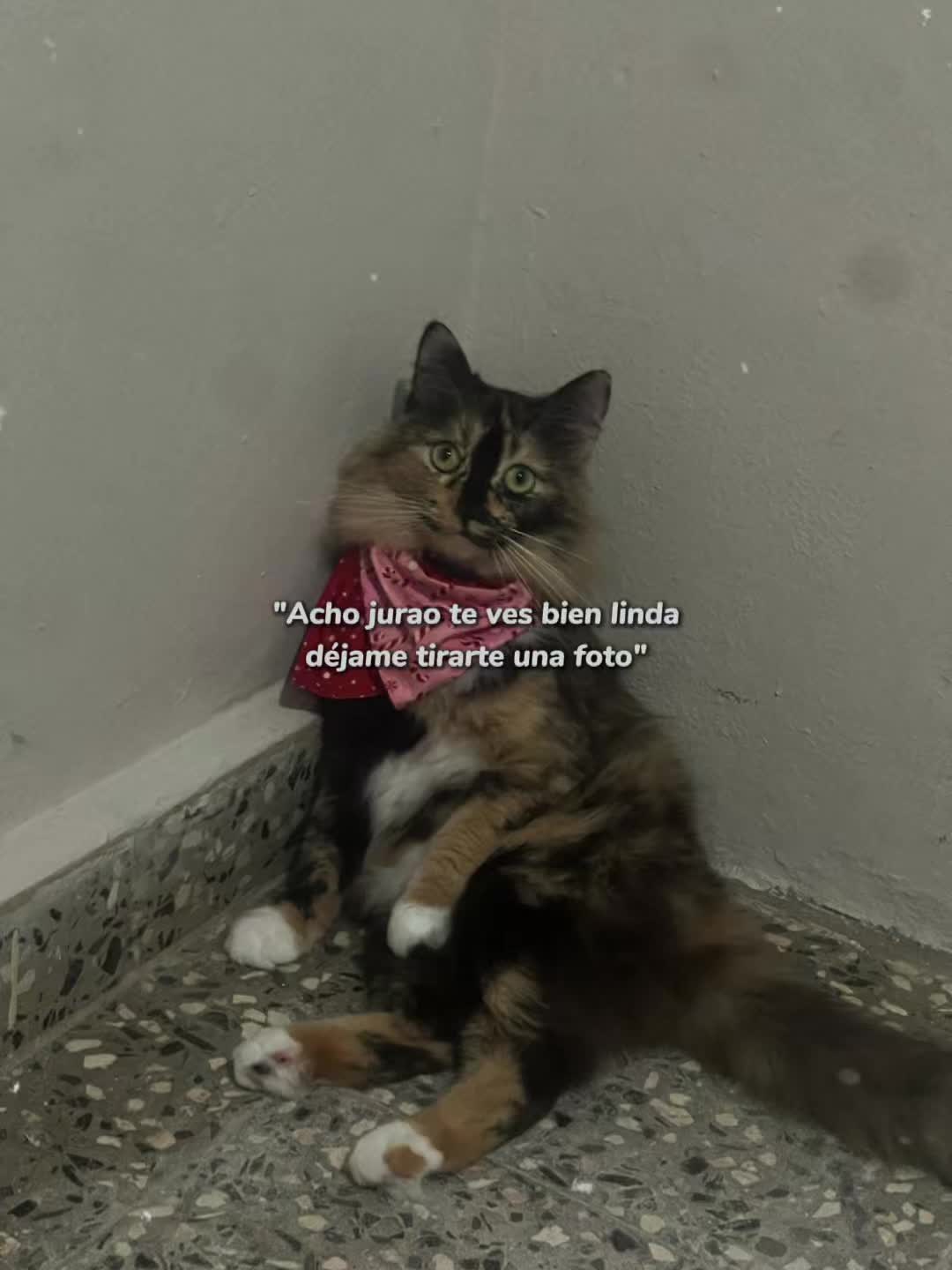 @✨•𝓥𝓮𝓷𝓾𝓼•✨🧿
