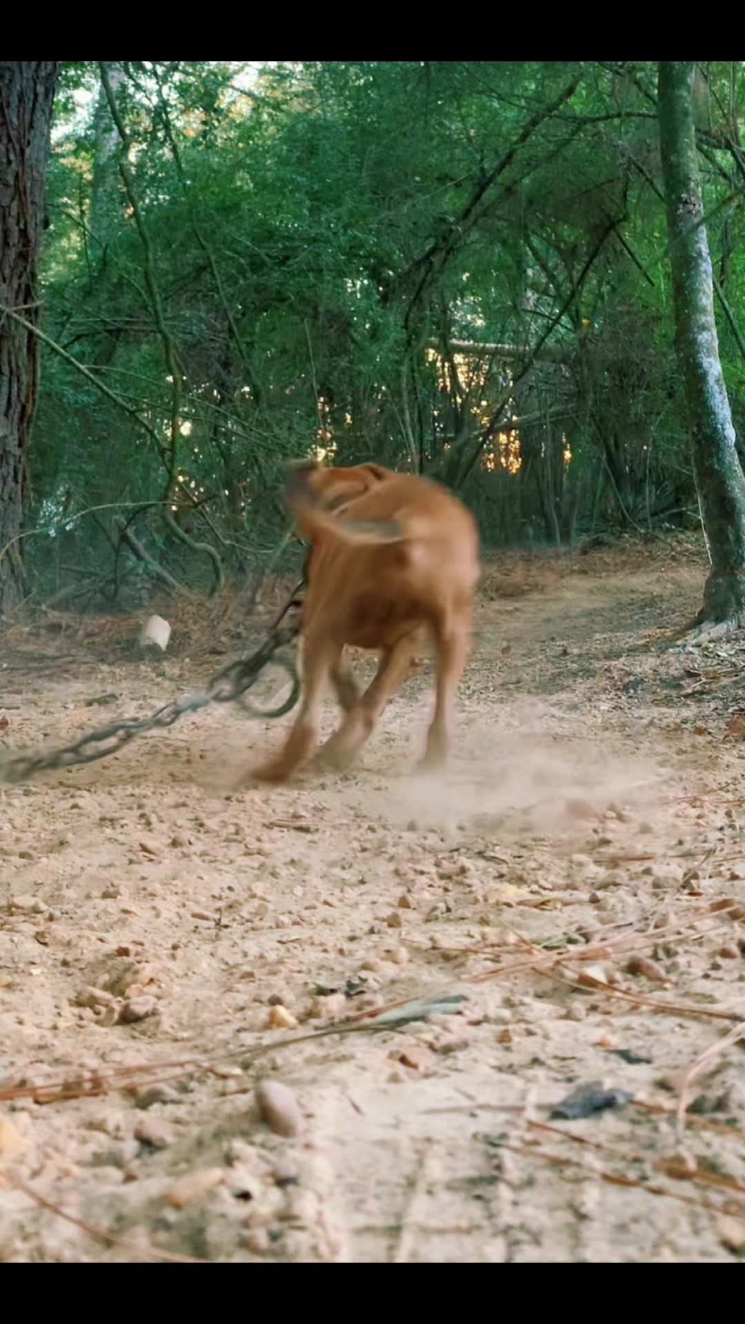 @LPKkennels