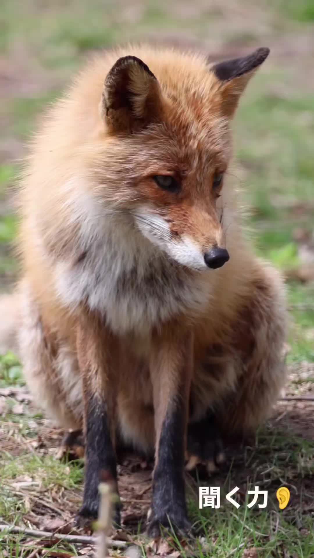 @Oldsilverfur