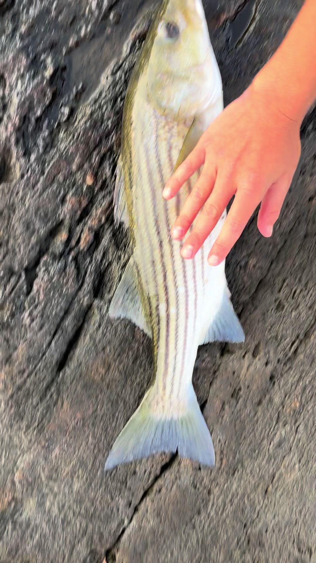 @Tacklepusher