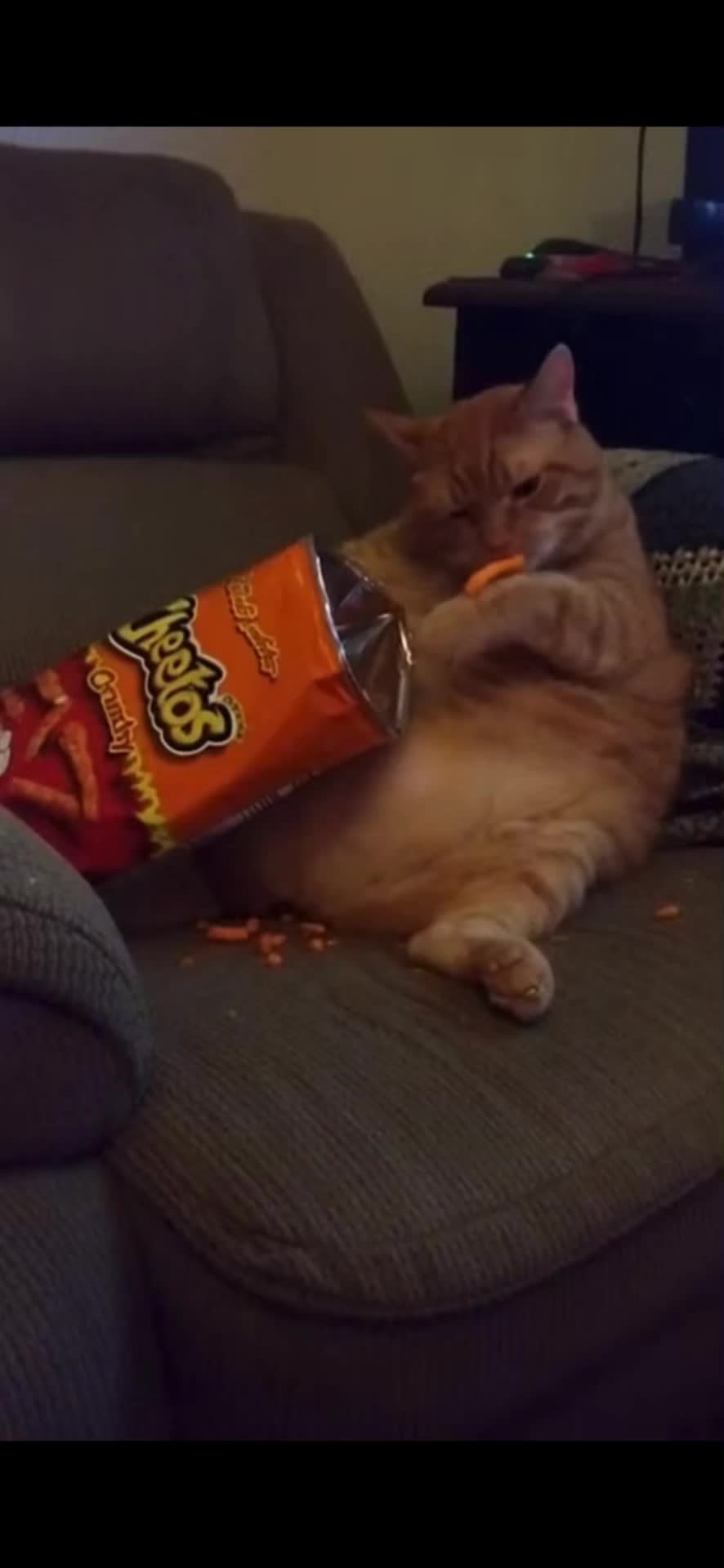 @petsmadnesstv