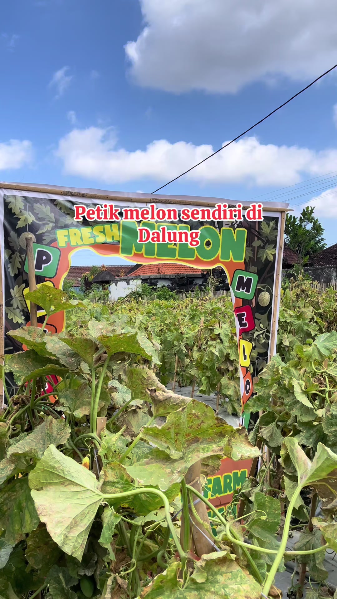 @Balinese Info