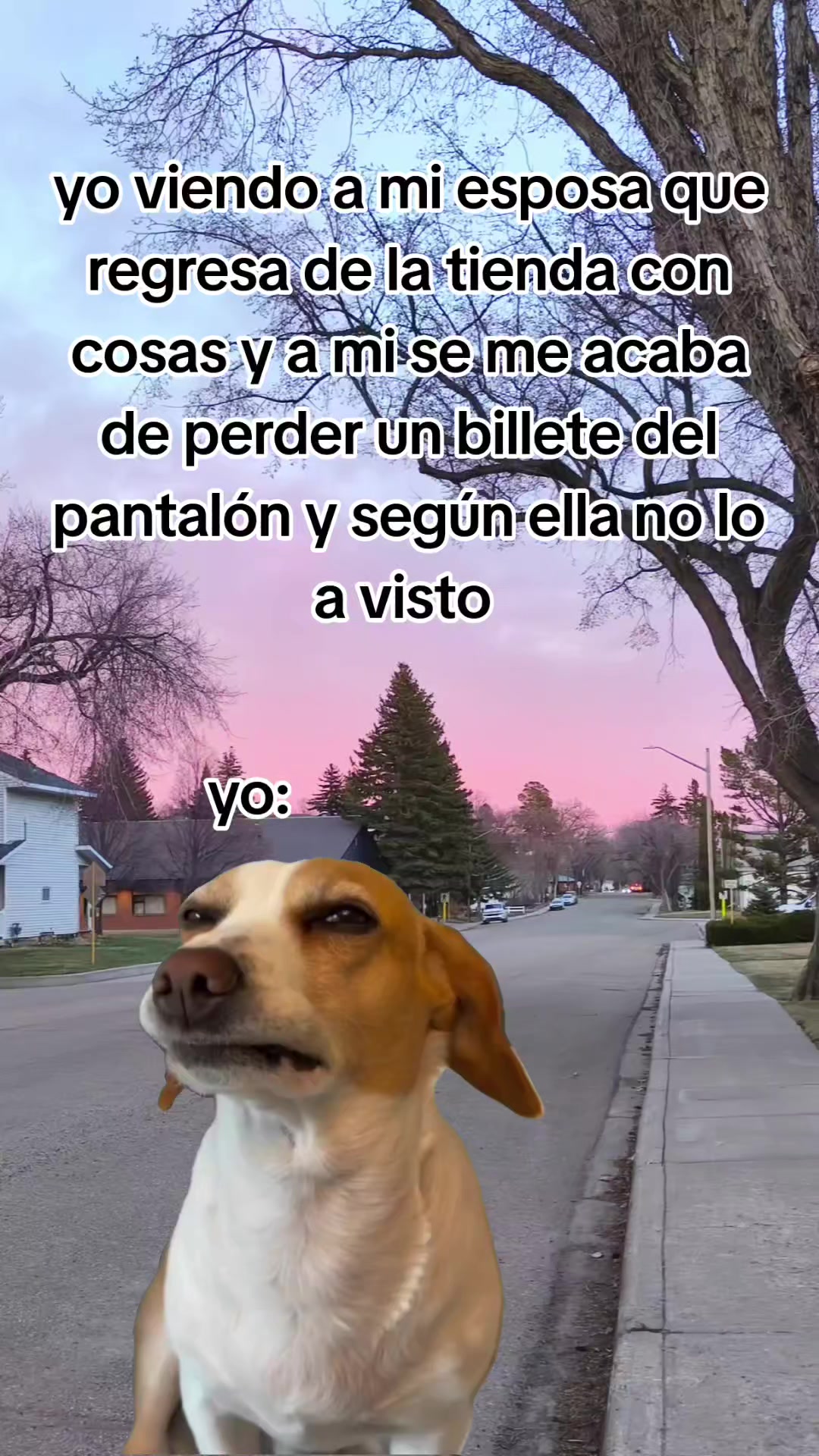 @incaparina_no.1