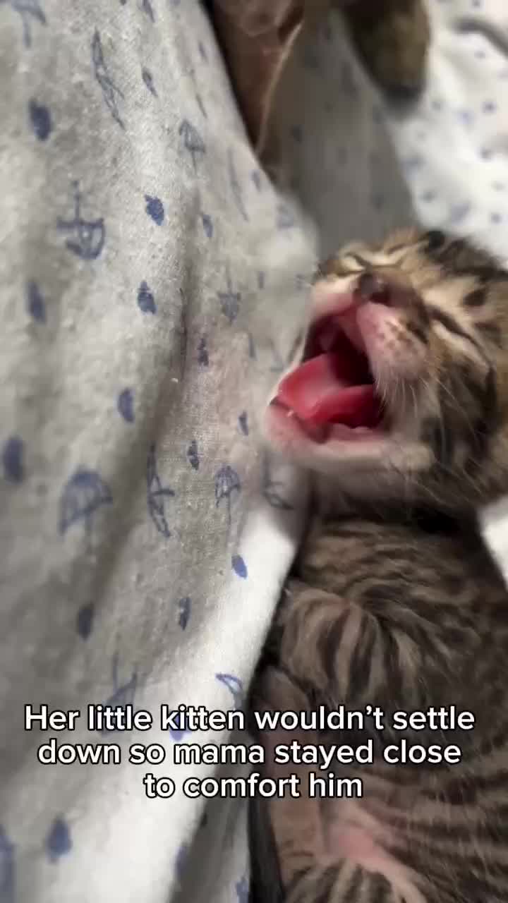 @Funny Animals😽🐶❤️