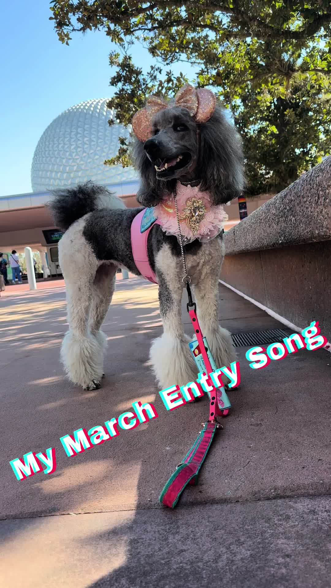 @Luxe The Adventure Poodle