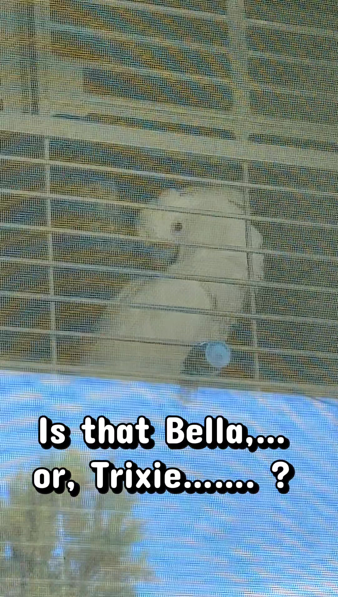 @bella_trixie_official