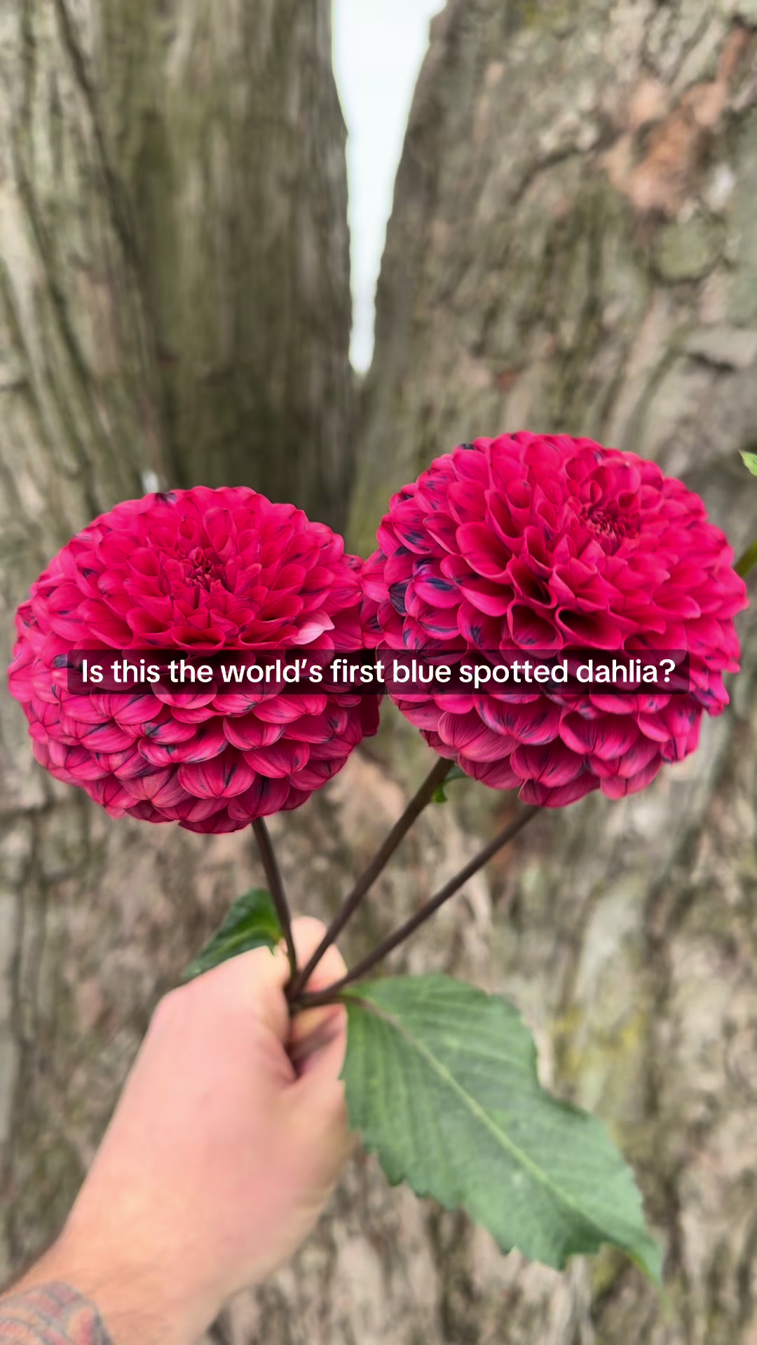 @Christopher | Flower Farmer