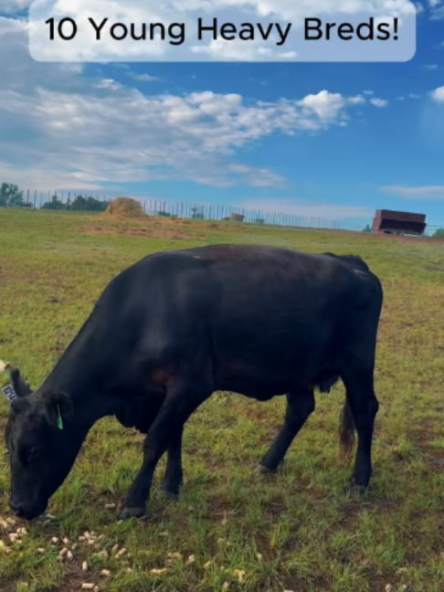 @Rutherford Land and Cattle