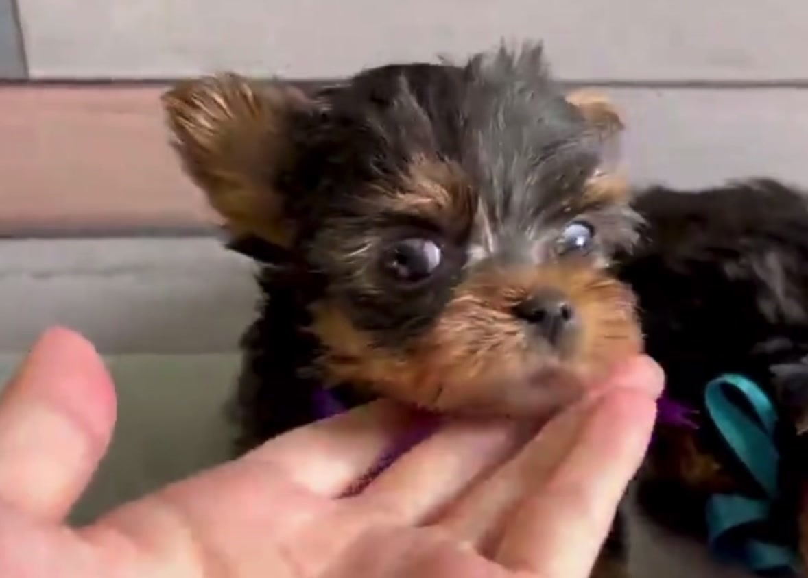 @Yorkies puppies for Adoption