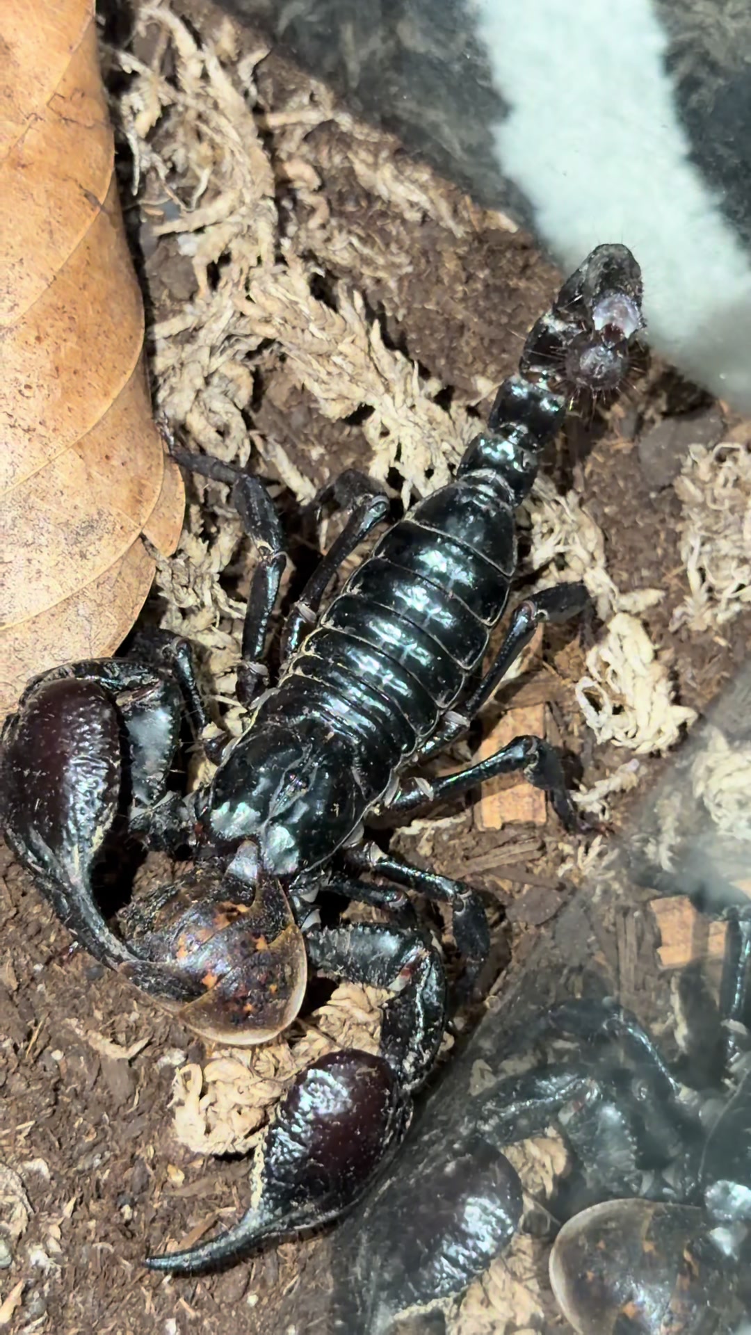 @vidaexotic_tarantulas