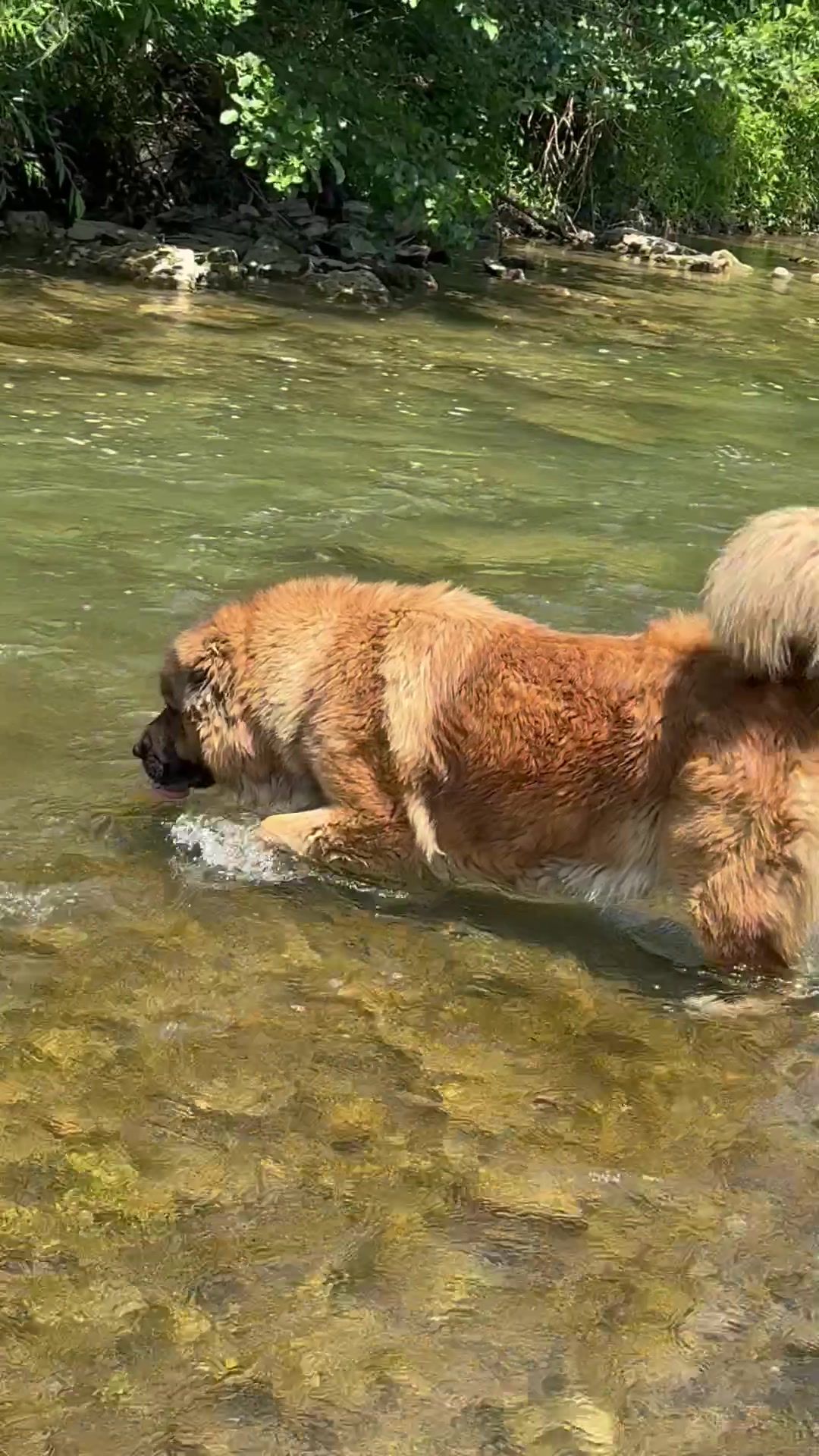 @Caucasian Shepheard Dogs