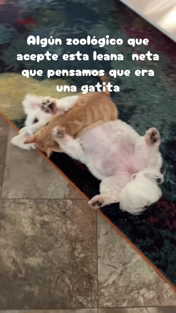@AZUL🐶🥰