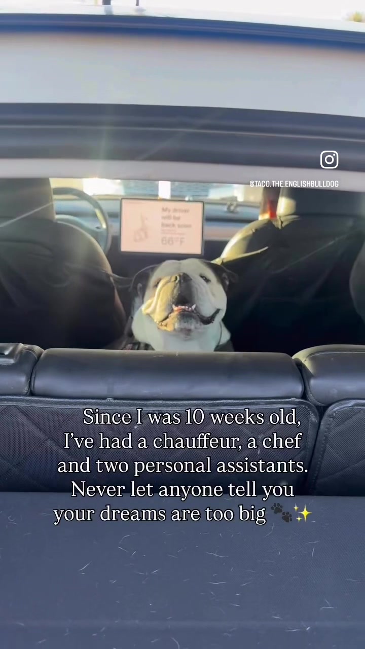 @Taco 🐶🧿
