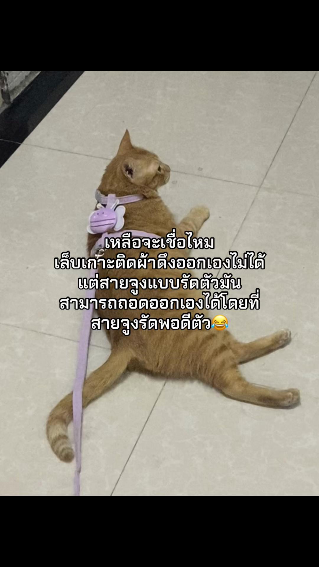 @ม๊ะมี๊ที่มีลูกเป็นแมวหนัก8โล🍒