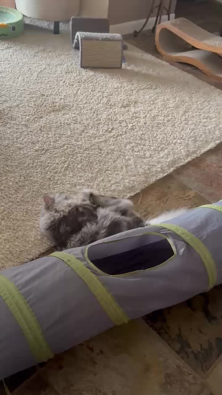 @South Texas Persian Rescue