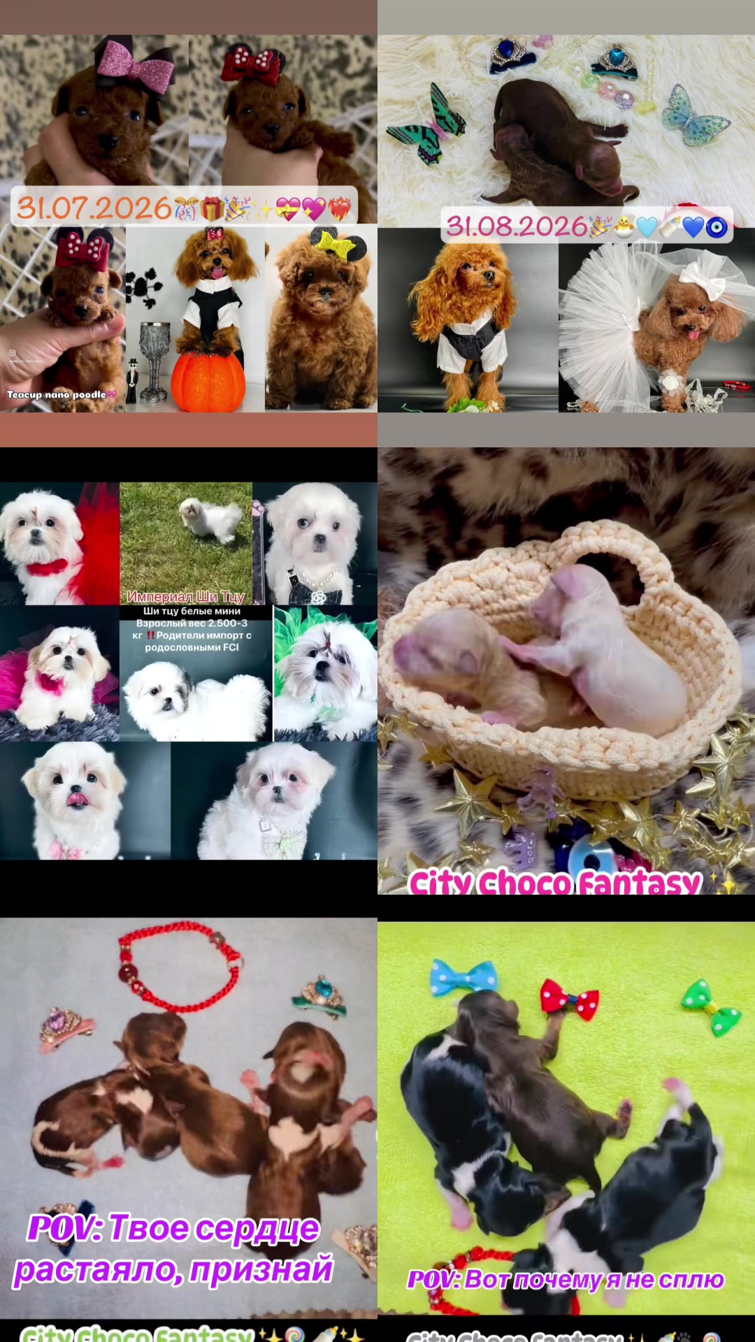 @Yorkie Maltipoo ShihTzu Teddy