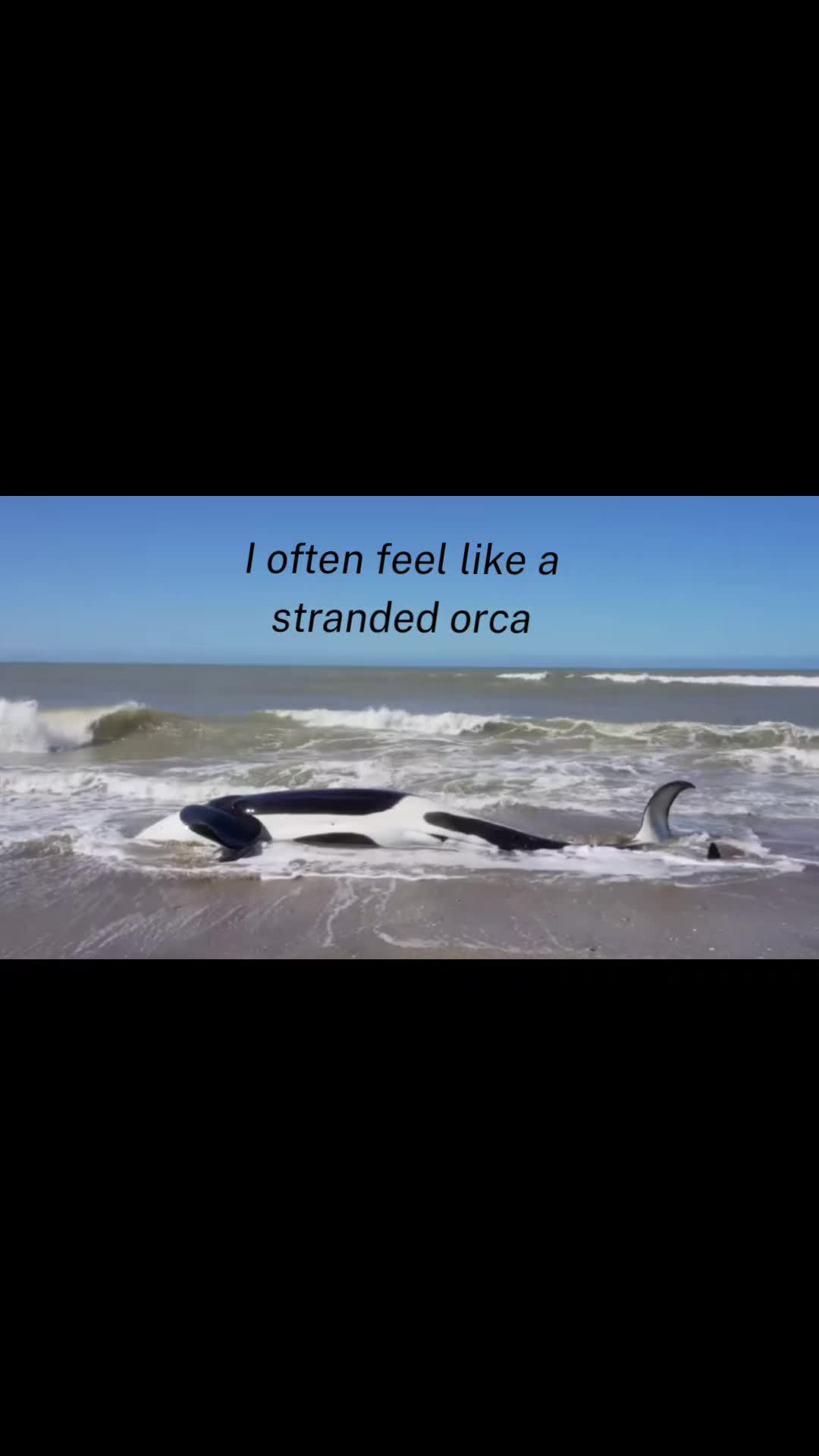 @A36orca🎨
