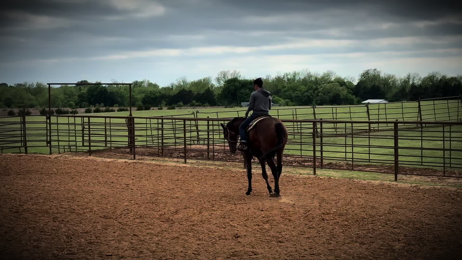 @Farley McLendon Show Horses